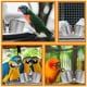 thumbnail image 2 of 2 comederos para pájaros, jaulas, vasos de agua, suministros para palomas, cuencos para aves de corral, tazones de comida de acero inoxidable para viajes., 2 of 6