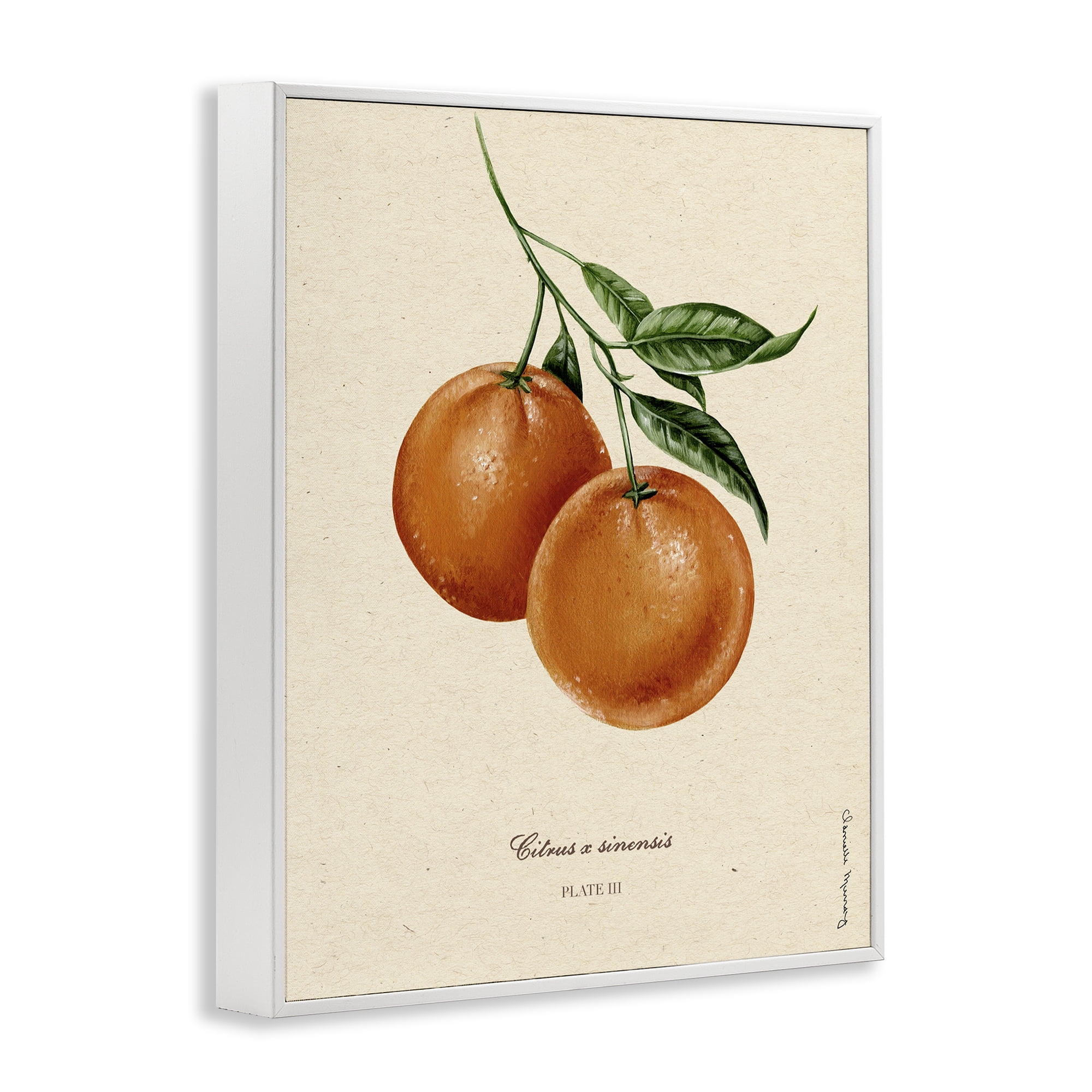 Stupell Industries Orange Fruit Portrait White Framed Giclee Art, design by Danielle Murray