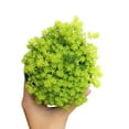 thumbnail image 5 of Sedum Golden Moss Tokyo Sun Succulent (2"+ Plastic Pot) - Tiny, Lovely, Easy to Care Succulent for Beginners - Live Healthy Succulent for Home Office, 5 of 8