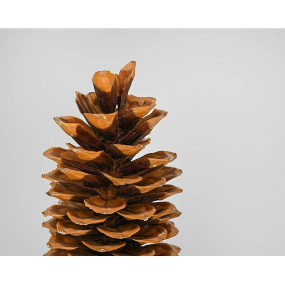 Pack of 3, Sugar Pine Cones Seconds - Very Long Pine for Home, Office, or Event Decor