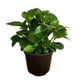 thumbnail image 1 of planta peperomia verde 5", 1 of 5