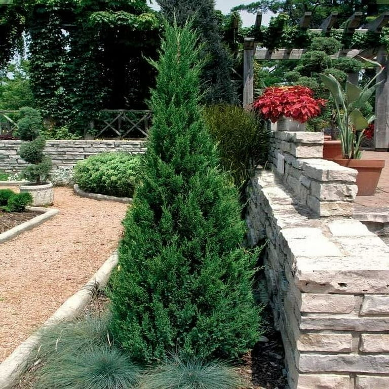 Florida Foliage Blue Point Juniper 40 Live Trees Juniperus Chinensis  Drought Tolerant Low Maintenance Evergreen Plants - Walmart.com