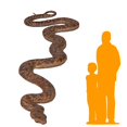 thumbnail image 2 of Python Snake Life Size Statue, 2 of 8