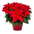 thumbnail image 4 of Holiday Time 1.5QT Red Poinsettia Live Houseplant Red Foil Cover Indirect Sunlight 3 Pack, 4 of 8