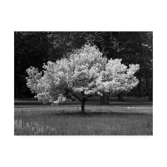 Trademark Fine Art 'Cherry Blossom Michigan' Canvas Art by Monte Nagler