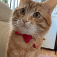 thumbnail image 2 of Collar moño rojo con sonaja-Gatos-Mekano, 2 of 4