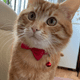 thumbnail image 2 of Collar moño rojo con sonaja-Gatos-Mekano, 2 of 4