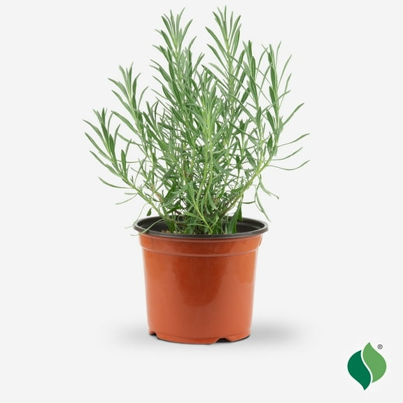 1 Gallon Lavandula 'Sensational!®'