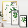 thumbnail image 4 of Designart 'Ancient Botanicals V' Farmhouse Framed Art Print, 4 of 4