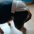 thumbnail image 2 of Culotte Réutilisable pour Chien Slip Sanitaire Lavable pour Chien Femelle, 2 of 10