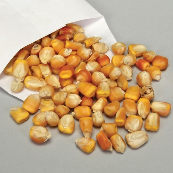 Dwarf Genetic Corn Seed, Grows Into A Small, Dwarf Plant About 12 To 15" At Maturity