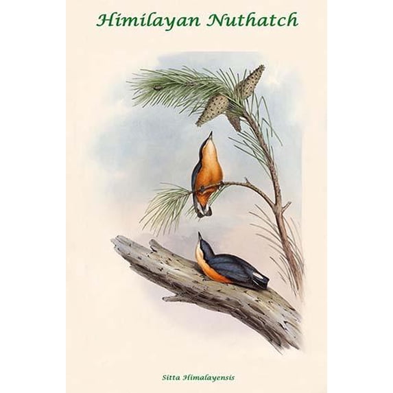 Sitta Himalayensis - Himilayan Nuthatch-Fine Art Canvas Print (20" x 30")