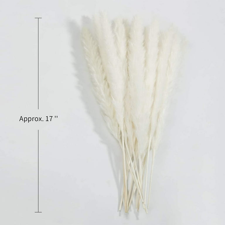 Dried Fluffy Reed Pampas Grass — Plenty Flowers