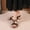 Black, variant on Women's Bohemian Beaded Sandals Ankle Strap Design Open Toe Footwear Ethnic Style Casual Summer Beach Shoes Trendy Fashion Flats Beige Women Sandal