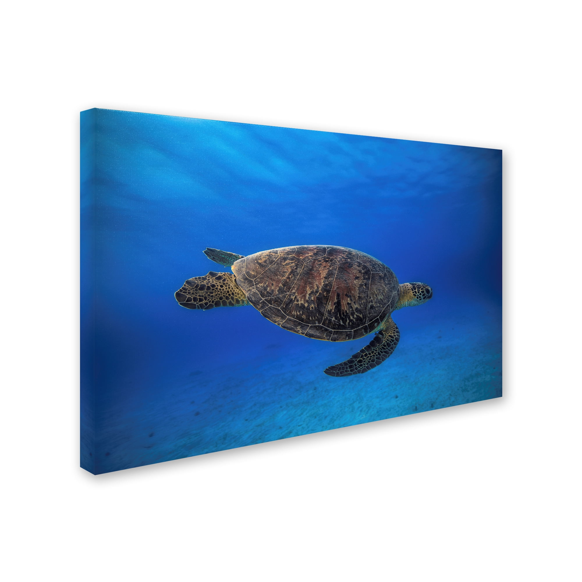 Trademark Fine Art 'Green Turtle In The Blue I' Canvas Art by Barathieu Gabriel