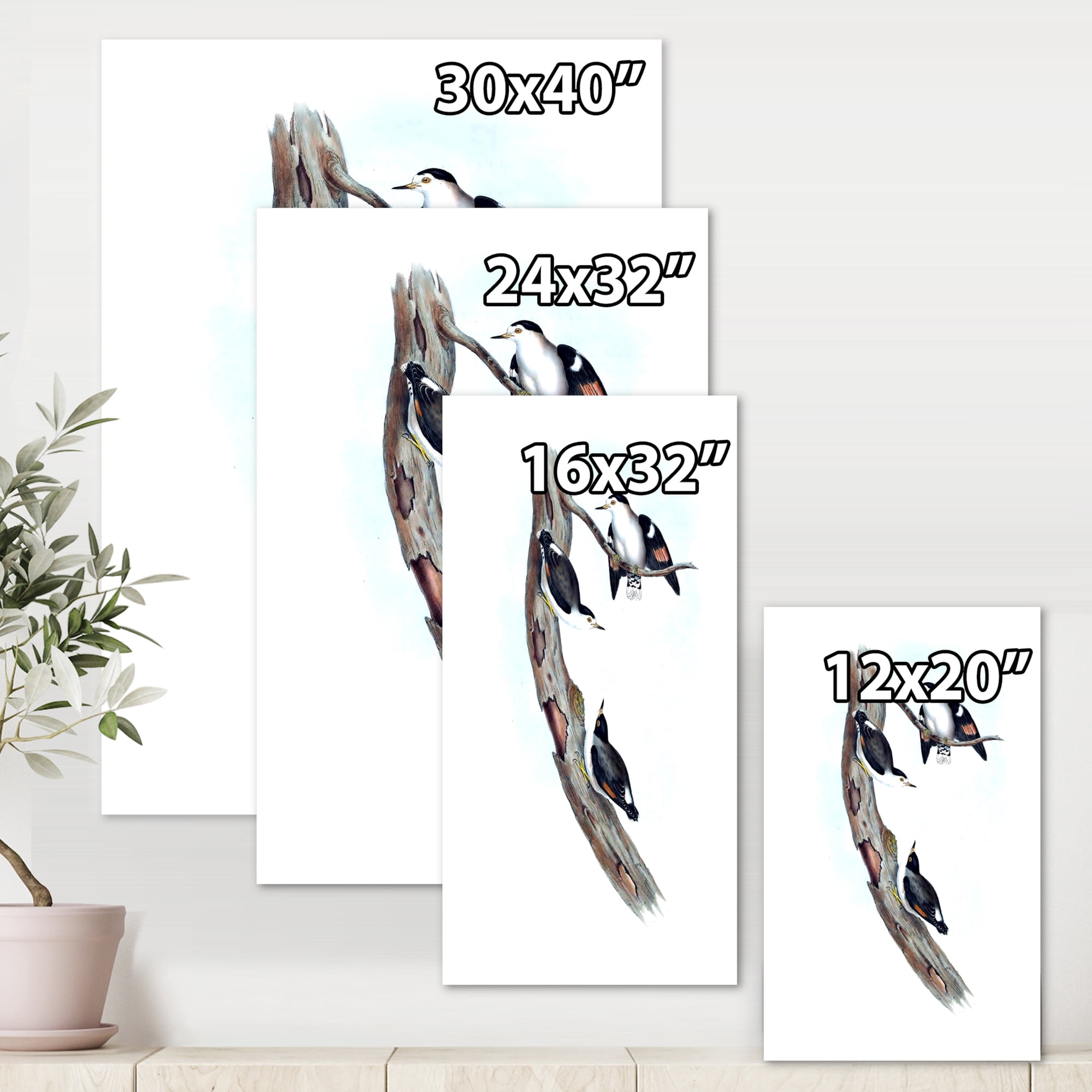 Designart ' Ancient Australian Bird Illustrations I ' Traditional Canvas Wall Art Print