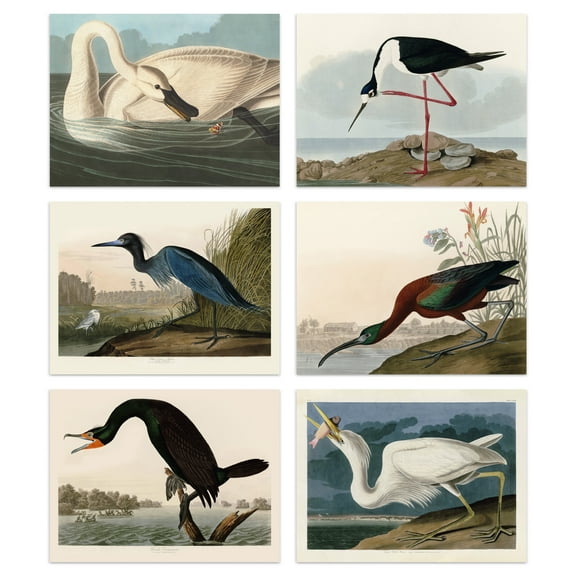 Vintage Audubon Birds Collection Set Of 6 Unframed Wall Art Prints Bathroom Bedroom Aesthetic Avocet Heron Ibis Cormorant 12X16 Inch