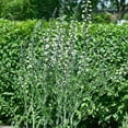 thumbnail image 4 of Perennial Baptisia Alba White Wild Indigo Garden Flower Plant Seeds - 200 Seeds, 4 of 4