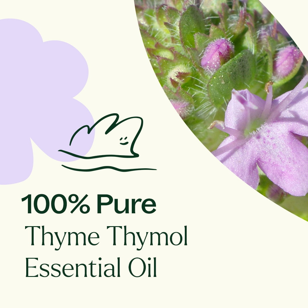 Plant Therapy Thyme Thymol Essential Oil 100% Pure, Undiluted, Natural Aromatherapy, Natural Aromatherapy 10 mL (1/3 oz)