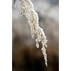 Winter Snow Frost Wintry Frozen Cold Grass Ice-20 Inch By 30 Inch Laminated Poster With Bright Colors And Vivid Imagery-Fits Perfectly In Many Attractive Frames