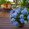 thumbnail image 2 of Brighter Blooms - Endless Summer® The Original Reblooming Hydrangea, 3 gal - No Shipping to AK, AZ, HI, 2 of 9