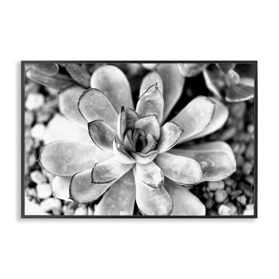 Stupell Industries Monochrome Succulent Leaves Botanical & Floral Photography Black Framed Art Print Wall Art, 18 x 12