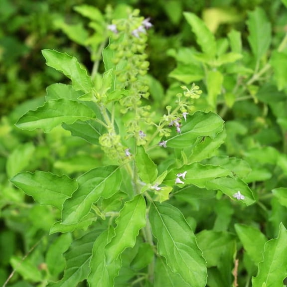 Basil Plant in 4 Inch Pot, 6-8" Holy Basil Plant Potted, Heirloom Herb Well Rooted Seedling