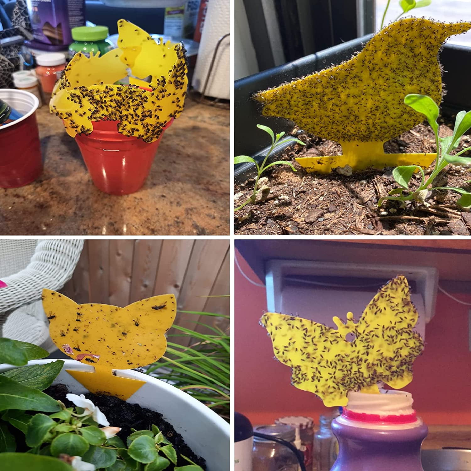Fruit Fly and Gnat Traps