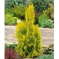 thumbnail image 6 of RedCrocus Forever Goldy Arborvitae-Compact Evergreen for Gardens  3 Gallon, 6 of 13