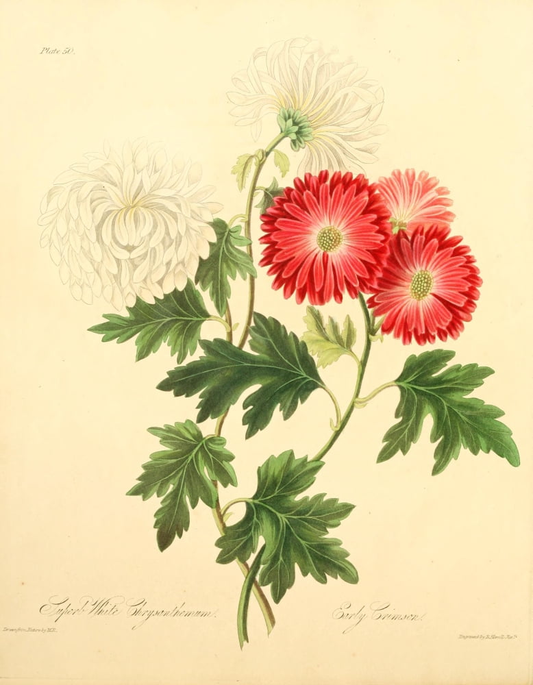 Floral Illustration