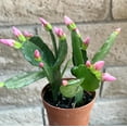 thumbnail image 3 of Pink Flower Easter Cactus Rhipsalidopsis Gaertnerrii Spring Cactus Houseplant, 3 of 6