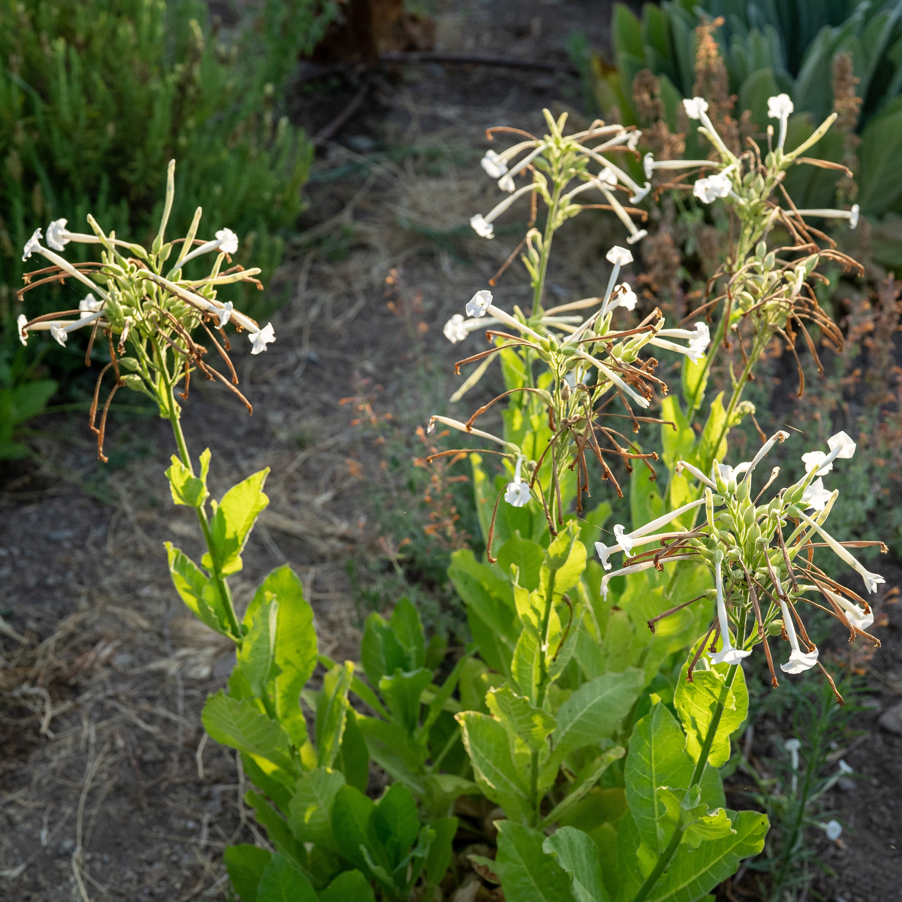Plant Good Seed Sylvestris Woodland Tobacco Seeds: White Perfume Flowers,  Night Blooming Perennial - Walmart.com