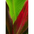 thumbnail image 2 of Close-Up Of Green And Red Ti Plants  Poster Print, 2 of 2