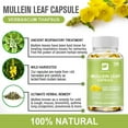 thumbnail image 4 of Mullein Leaf Capsules - Organic Mullein Leaf Extract for Lung - 1000mg 240 Vegan Caps, 4 of 7