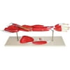 Walter Products Muscles of Human Arm Model, 7 Parts