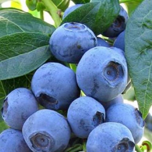 2 BLUETTA NORTHERN HIGHBUSH BLUEBERRY 2 YEAR OLD PLANT, 1 GALLON SIZED