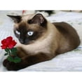 thumbnail image 1 of Pintura de diamantes (DE7872) 5D DIY Cat Square Rhinestone Picture 50x70cm Hugtrwg Para estrenar, 1 of 1