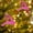 Hot Pink, variant on Isvgxsz 5pcs Christmas Deer Hanging Ornaments, Glitter Geetery Deer Figurines Pendants Elk for Christmas Tree Decorations Xmas Holiday Party Supplies