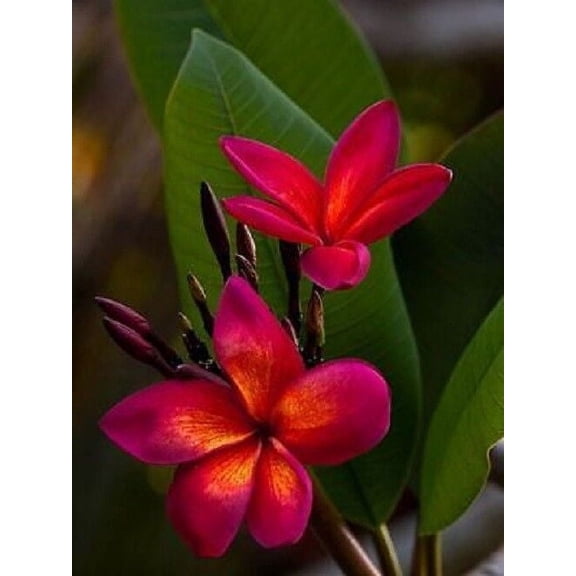 5 Dark Pink Orange Plumeria Seeds – Fragrant Frangipani Tropical Flower Plant – Perennial Tree for Garden or Containers