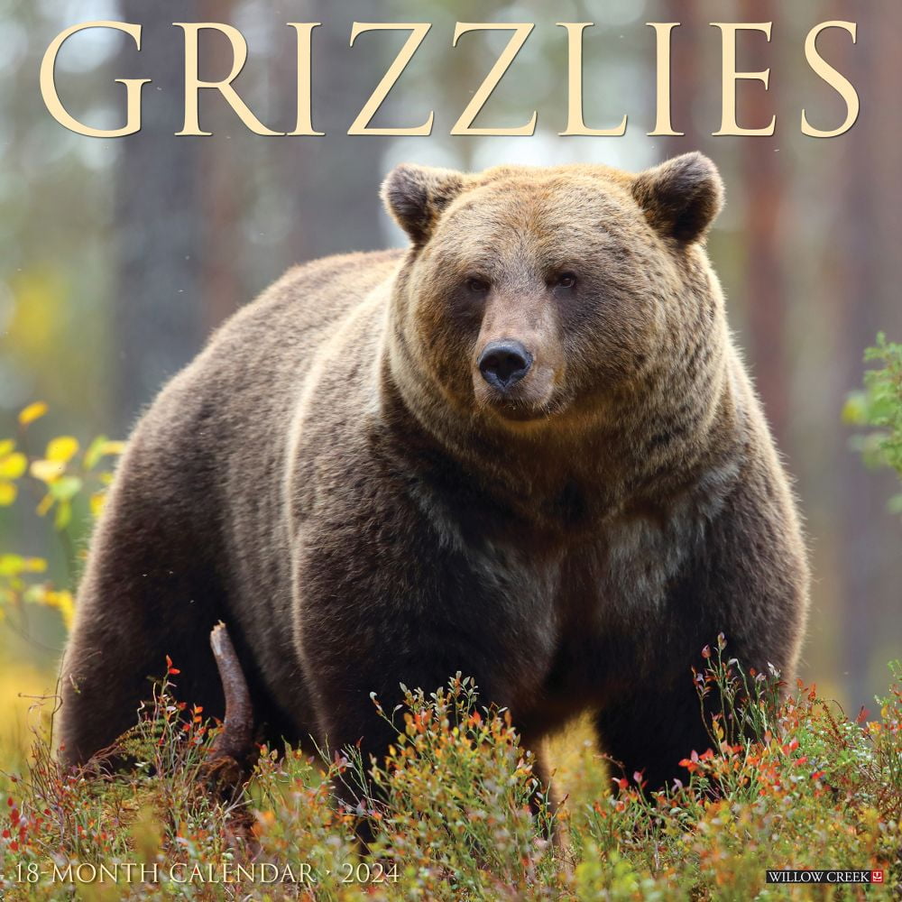 Willow Creek Press, Bears Grizzly 2024 Wall Calendar