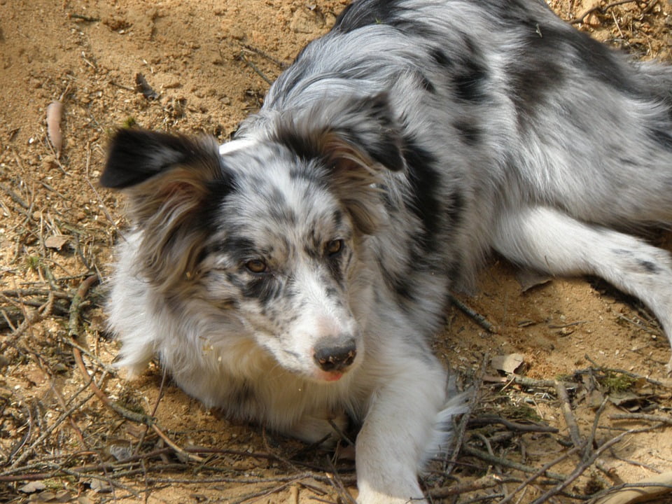 Collie Merle Portrait Dog Blue Merle Head Puppy20 Inch By 30 Inch Laminated Poster With Bright Collie Merle Portrait Dog Blue Merle Head Puppy20 Inch By 30 Inch Laminated Poster With Bright