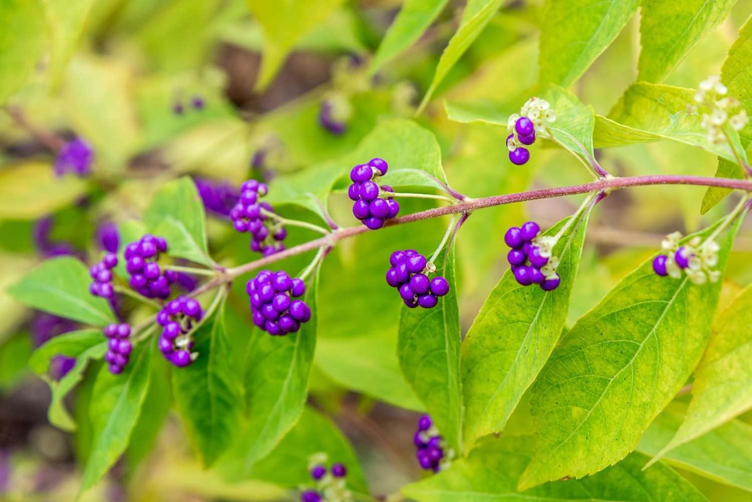 American Beautyberry  20 Live Plants  Callicarpa Americana  Bird Attracting Beautiful Berries and Foliage