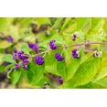 thumbnail image 6 of American Beautyberry  10 Live Plants  Callicarpa Americana  Bird Attracting Beautiful Berries and Foliage, 6 of 8