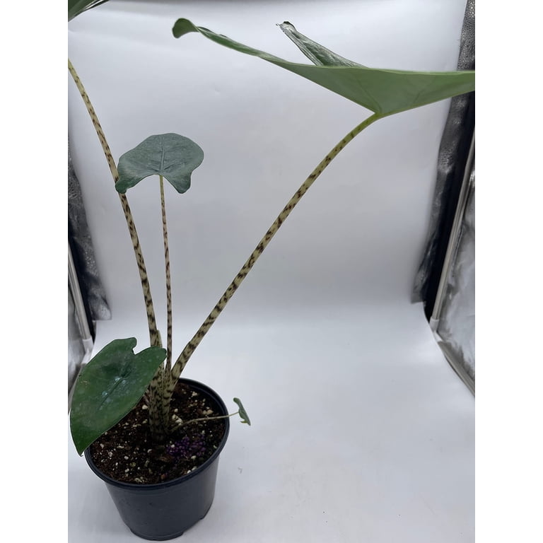 anthurium botany Anthurium