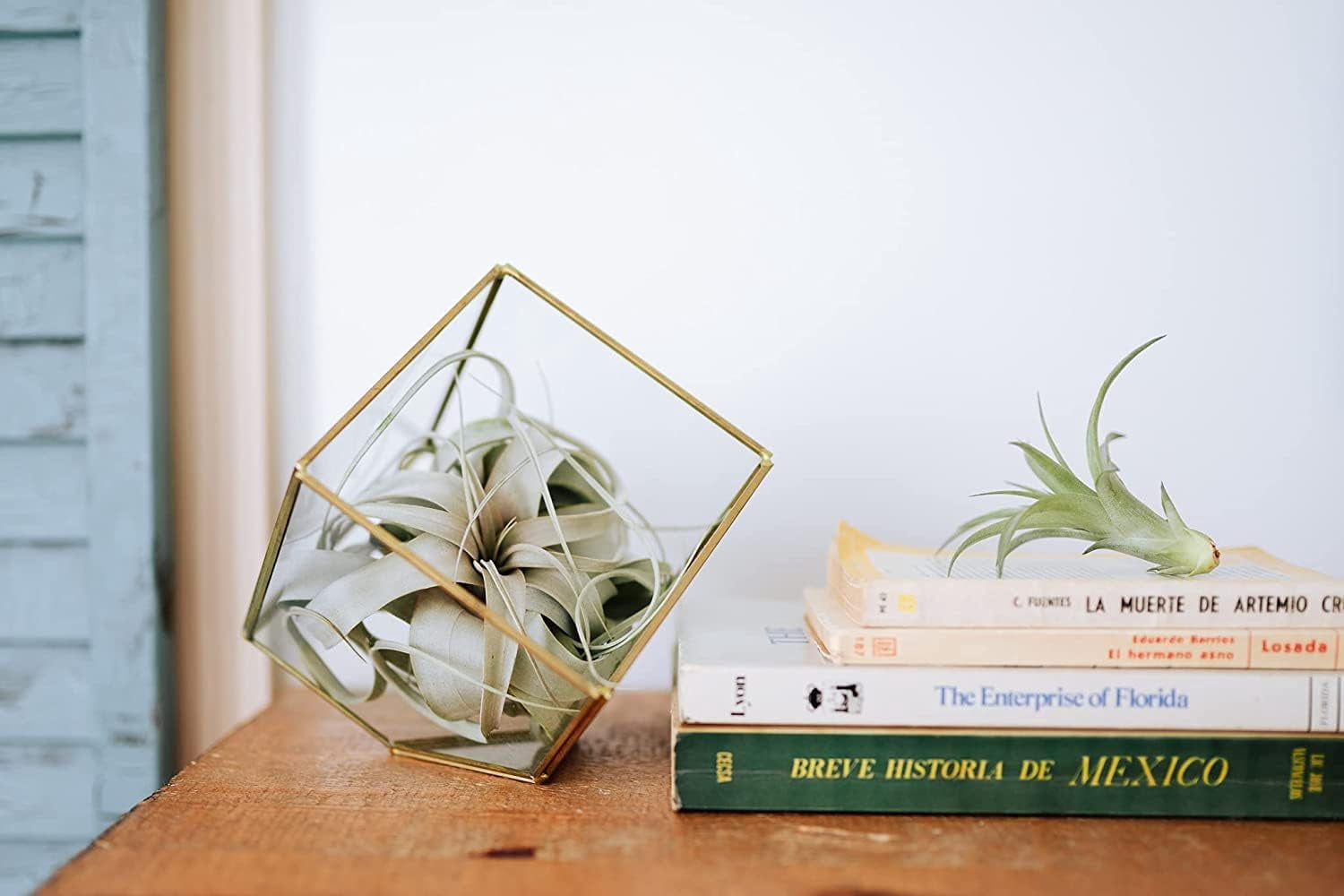 Air Plant Shop Small Air Plant Variety Pack- Wholesale and Bulk - Succulents - Live Tillandsia - Easy Care Indoor and Outdoor House Plants (Pack of 20)