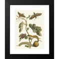 thumbnail image 2 of Maria Sibylla Merian 15x18 Black Modern Framed Museum Art Print Titled - America Fig Tree (1705), 2 of 5