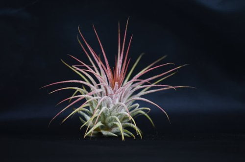 9GreenBox - Air Plant