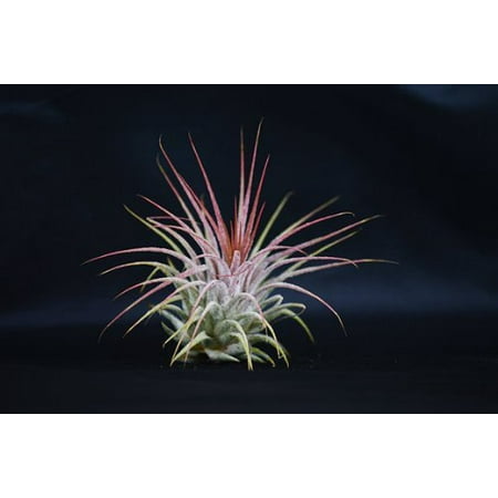 9GreenBox - Air Plant (Best Plants For Apartment Air Quality)