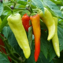 Sweet Banana Pepper Seeds | Non-GMO Garden Seeds from USA