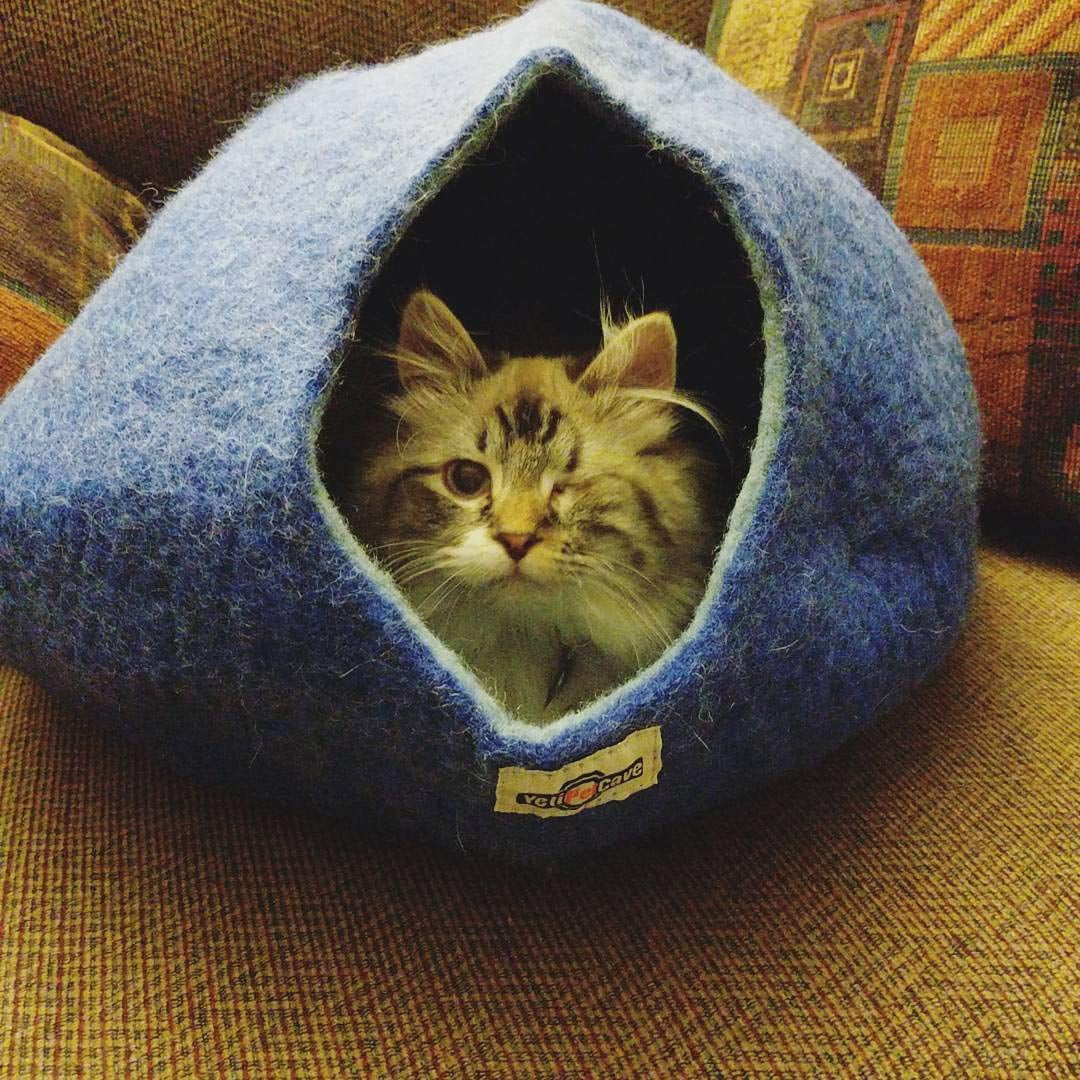 Yeti Dog Chew Yeti Pet Cave Small Washable Covered Cat Bed Blue Cave